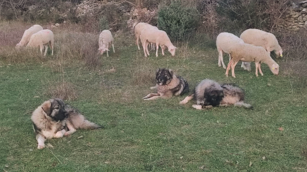 Вукови под заштитом, људи без помоћи - муке повратничке породице из Кистање