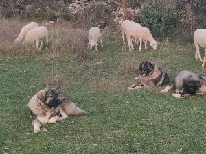 Вукови под заштитом, људи без помоћи - муке повратничке породице из Кистање