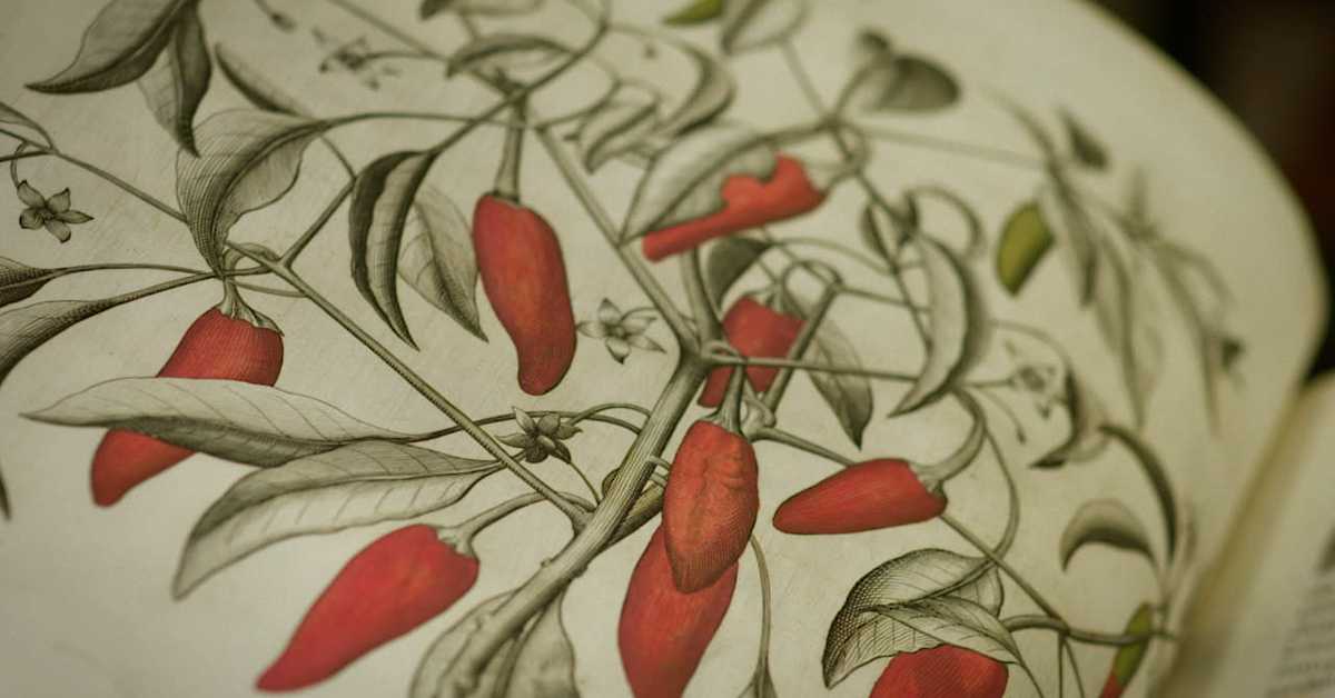 Свет очима сликара: Веласкезова љута папричица, 1-4 