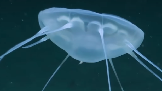 Медуза велика као школски аутобус откривена у дубинама Атлантика