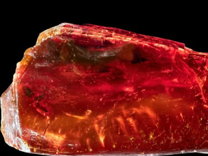 Већ 40 милиона година у Гетеовој колекцији крије се фосилизовани мрав