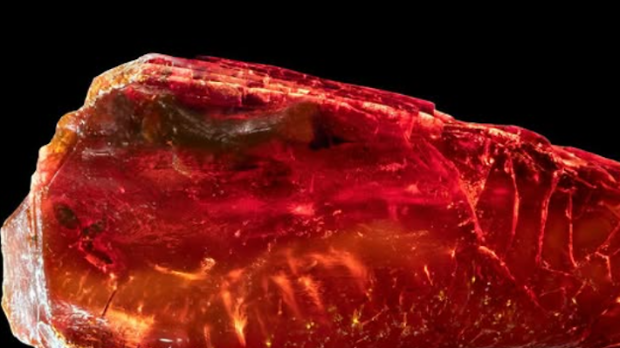 Већ 40 милиона година у Гетеовој колекцији крије се фосилизовани мрав