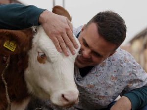 Ветеринарска мисија: Операција киле код телета