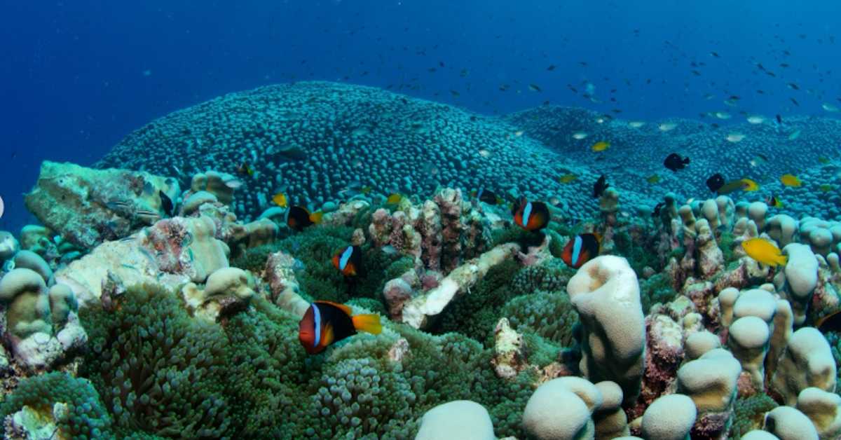 Аустралијска обала још је богатија – откривена највећа колонија корала на свету на Великом коралном гребену  