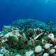 Могу ли подводни звучници и музика мора да спасу коралне гребене од нестанка