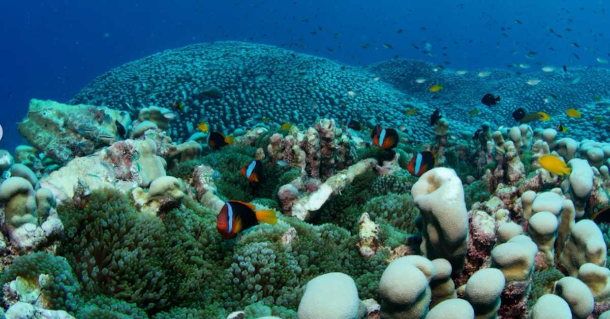 Могу ли подводни звучници и музика мора да спасу коралне гребене од нестанка