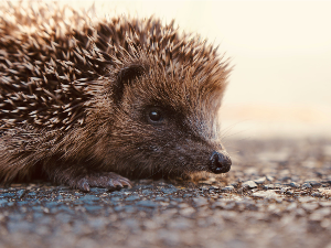 Могу ли научници да спасу јежеве растерујући их ултразвучним уређајима са европских путева
