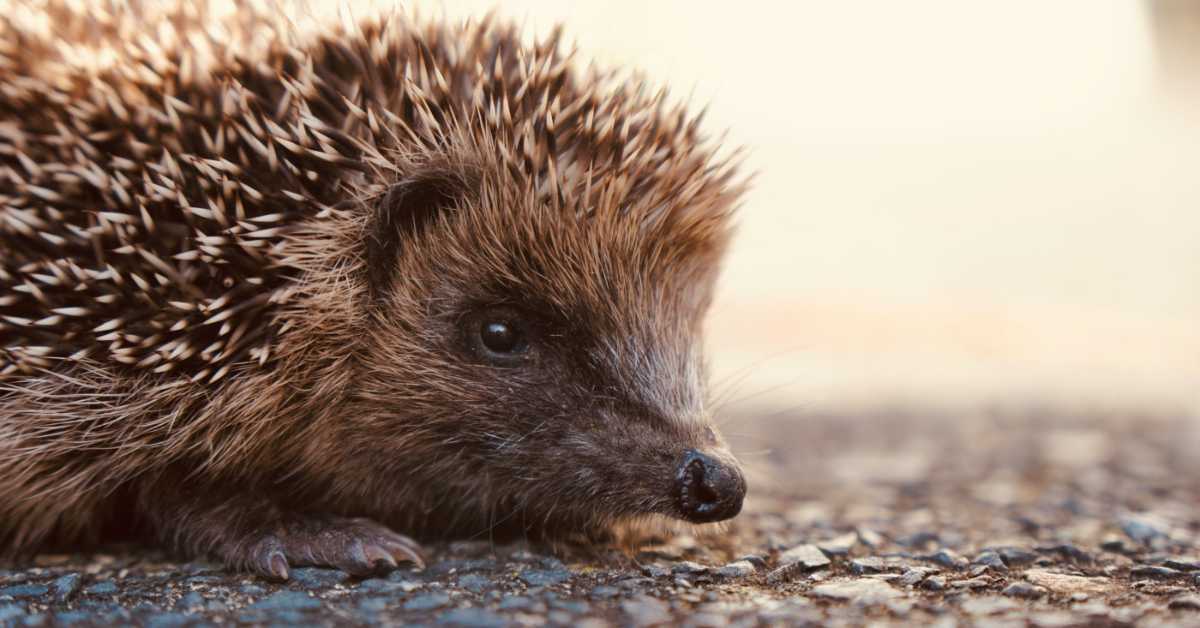 Могу ли научници да спасу јежеве растерујући их ултразвучним уређајима са европских путева