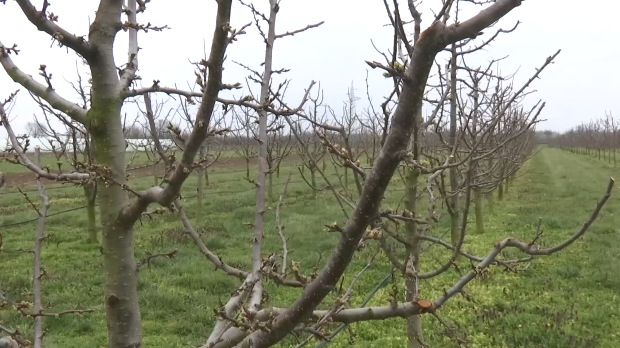 Повећање површина под лешником