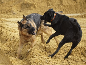 Три напада паса у два дана у Београду – да ли је проблем у раси или у власницима