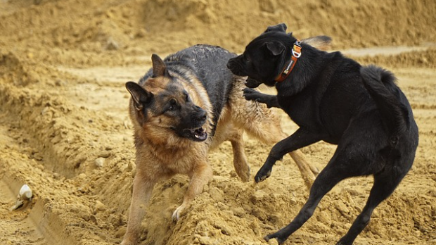 Три напада паса у два дана у Београду – да ли је проблем у раси или у власницима