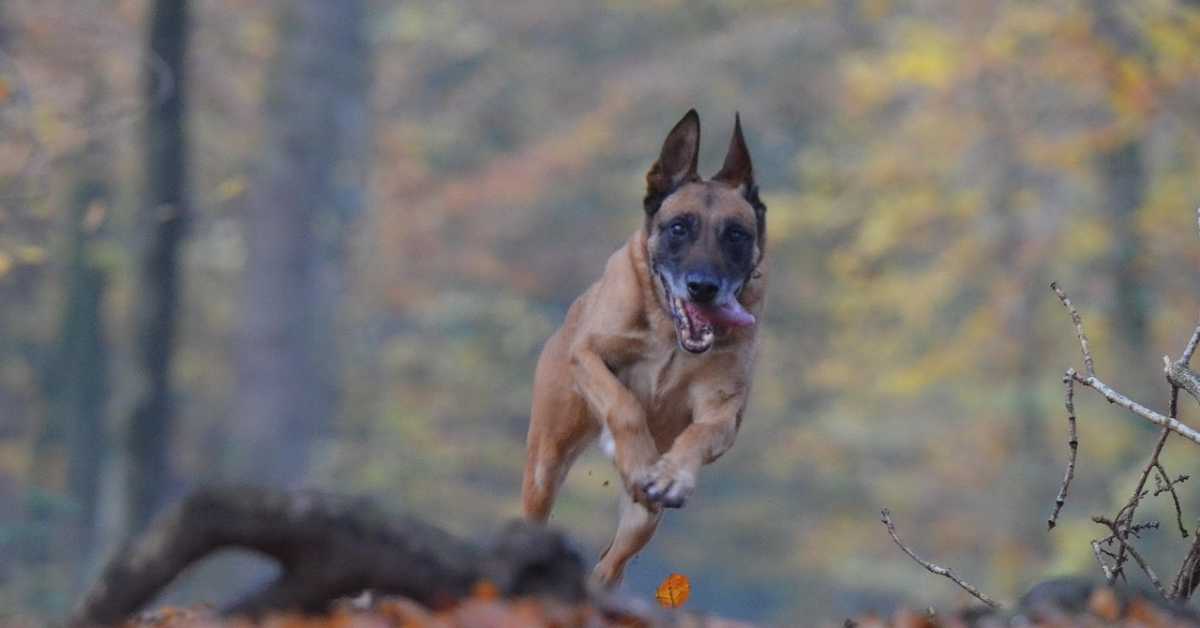 Три напада паса у два дана у Београду – да ли је проблем у раси или у власницима