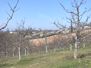 Како заштитити цвет шљиве од позног мраза? 