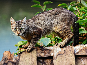 Како се мачке увек дочекају на ноге – флексибилна кичма као тајна феномена „падајуће мачке“