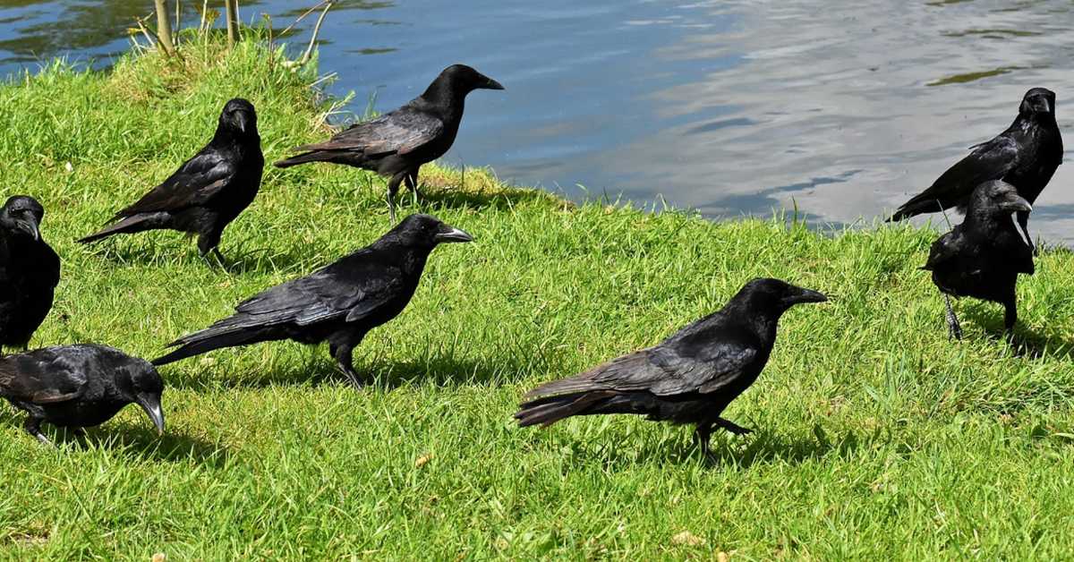Зашто су гаврани редовни пратиоци вукова који лове