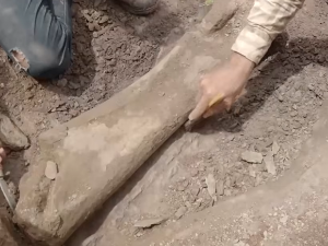 Необично откриће у Бразилу –  бутна кост диносауруса који је живео и у Европи