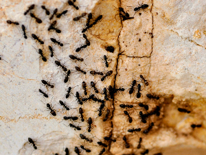 Шверцери у Кенији преко границе носе мраве