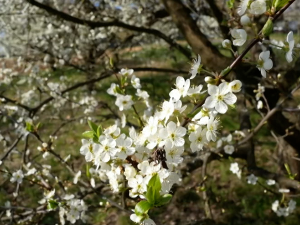 Пролеће по календару, захлађење и снег у пракси