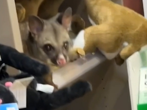 Опосум нашао уточиште међу плишаним играчкама у аеродромској продавници поклона