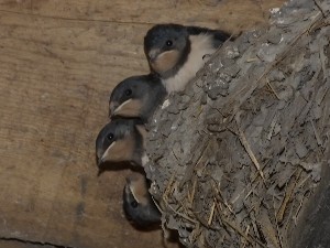 На Светски дан ластавица - забрињаваћи податак да се њихов број смањује у целој Европи