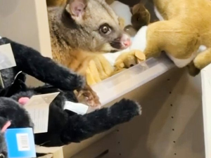 Опосум нашао уточиште међу плишаним играчкама у аеродромској продавници поклона