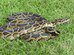 Молекул у крви питона могао би да постане нови лек против гојазности, кажу научници