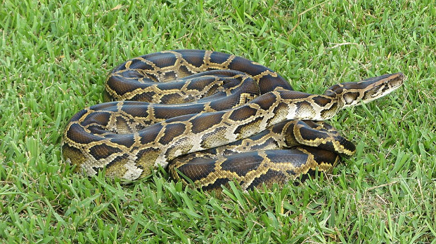 Молекул из крви питона могао би да постане нови лек против гојазности, кажу научници