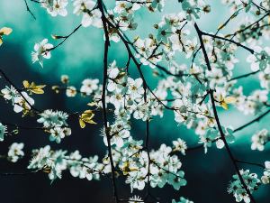 Стигло пролеће, на јужној хемисфери почела јесен