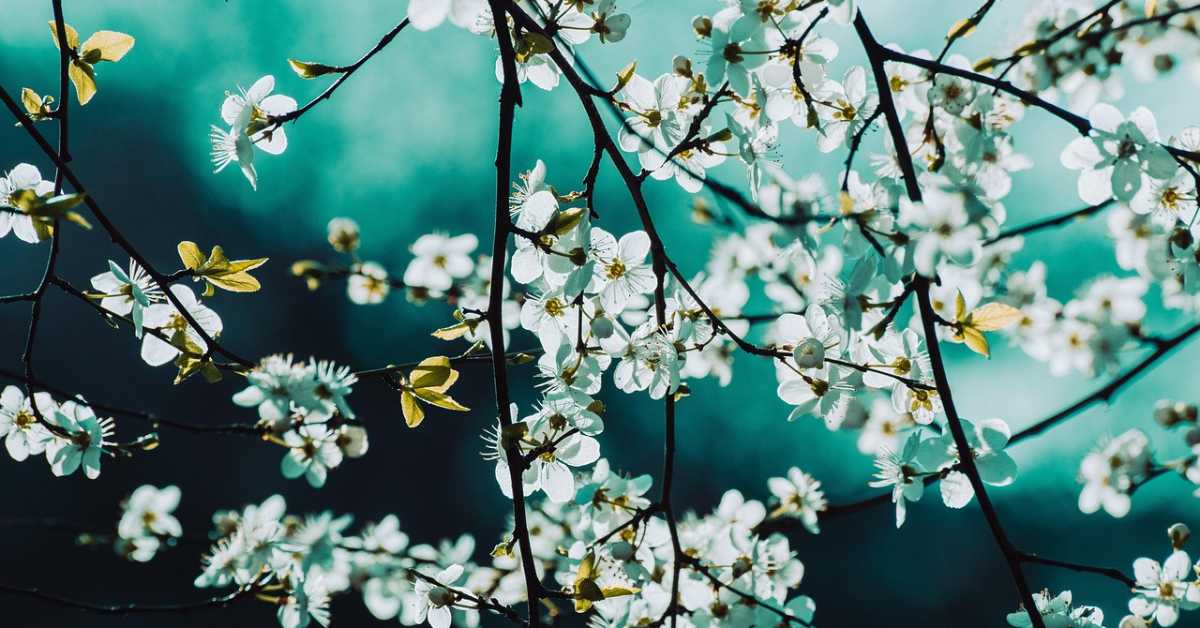 Стигло пролеће, на јужној хемисфери почела јесен