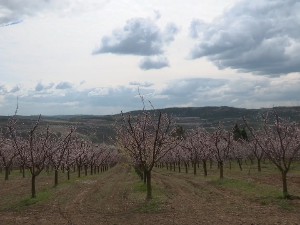 Кајсије процветале прерано, воћари стрепе – хоће ли мраз поново обрати род 