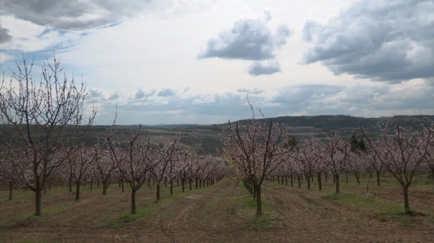 Кајсије процветале прерано, воћари стрепе – хоће ли мраз поново обрати род 