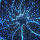 Научници први пут оживели активност у замрзнутом, па одмрзнутом мозгу