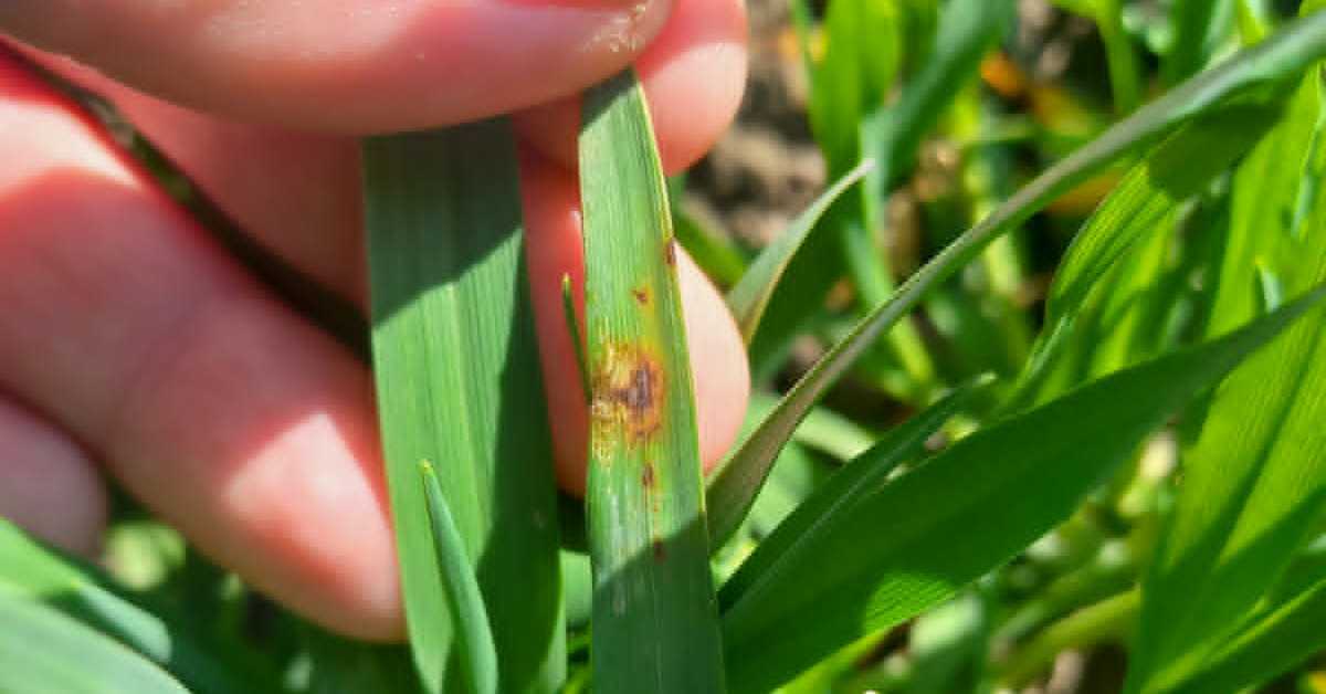 Пшеница се лепо развила – за даљи напредак потребна јој је киша