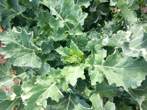 Пшеница се лепо развила – за даљи напредак потребна јој је киша