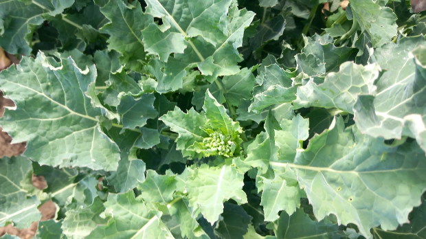 Пшеница се лепо развила – за даљи напредак потребна јој је киша