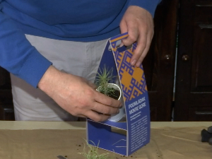 Сувенир који расте – садница црног бора за успомену на Мокру Гору