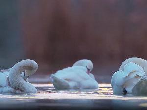 Повратак птица на језера