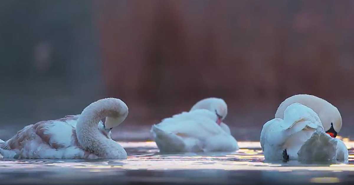 Повратак птица на језера