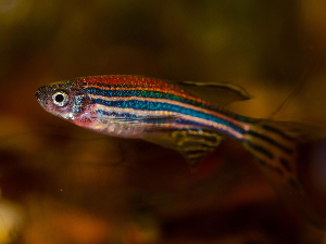 Зебрица као херој модерне медицине: Како српски научници кроз пројекат ZeNCure трасирају пут ка персонализованом лечењу