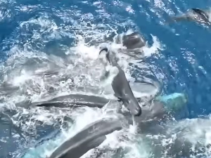 Китови из јата окупили се да помогну женки током порођаја и младунчету