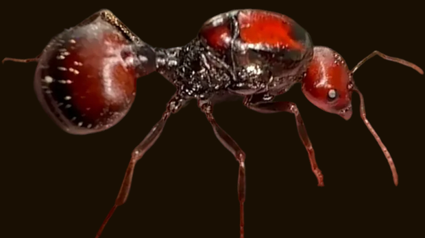 За један примерак и 220 долара – цвета илегална трговина мравима у Кенији 