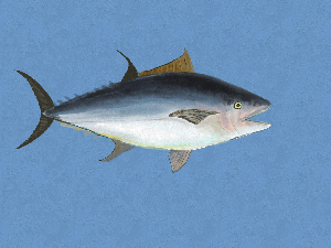 Добро јутро децо: Рибаксузи