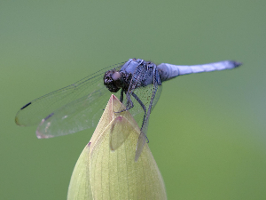 Прелепи летачи и велике грабљивице – изложба о вилинским коњицима Србије у Галерији науке и технике САНУ