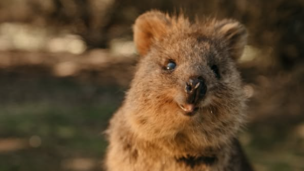 Ни кенгур, ни валаби – насмејани аустралијски торбари