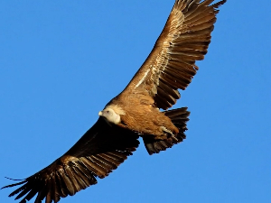 Резерват Увац као дом за више од 200 врста птица – прави магнет за посетиоце из целог света