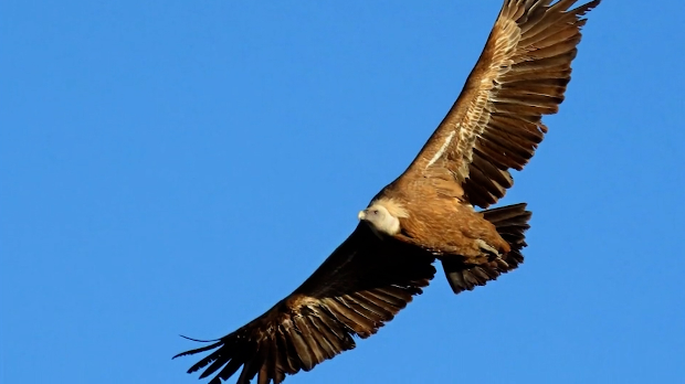 Резерват Увац као дом за више од 200 врста птица – прави магнет за посетиоце из целог света