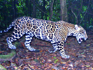 Ретка врста јагуара примећена после 10 година у планинама Хондураса