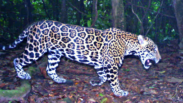 Ретка врста јагуара примећена после 10 година у планинама Хондураса
