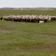 Зашто је пашњак код села Падеј део заштићеног подручја