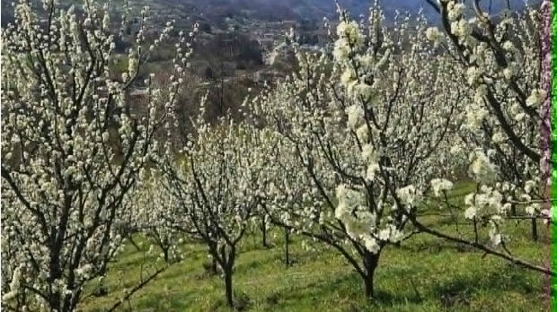 После три тешке године, воћњаци се буде – без мраза на видику, расте нада у добар род